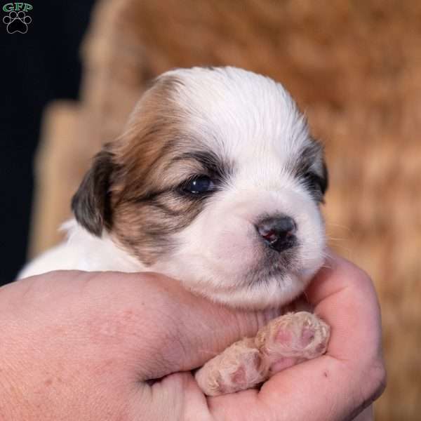 Seth, Teddy Bear Puppy